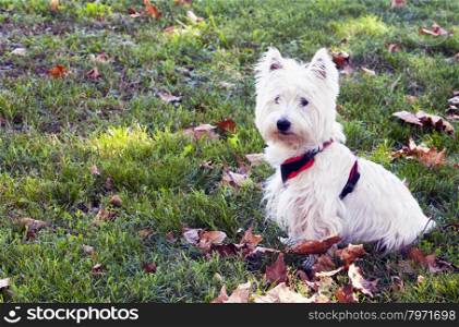 West Highlands Terrier sitting on a grass field with dead leaves, horizontal image with copy space