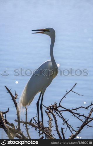 Western Great Egret in backlit in blue background in Kruger National park, South Africa ; Specie Ardea alba family of Ardeidae . Western Great Egret in Kruger National park, South Africa