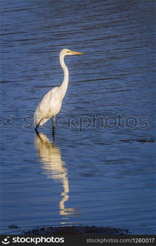 Western Great Egret in Kruger National park, South Africa ; Specie Ardea alba family of Ardeidae . Western Great Egret in Kruger National park, South Africa