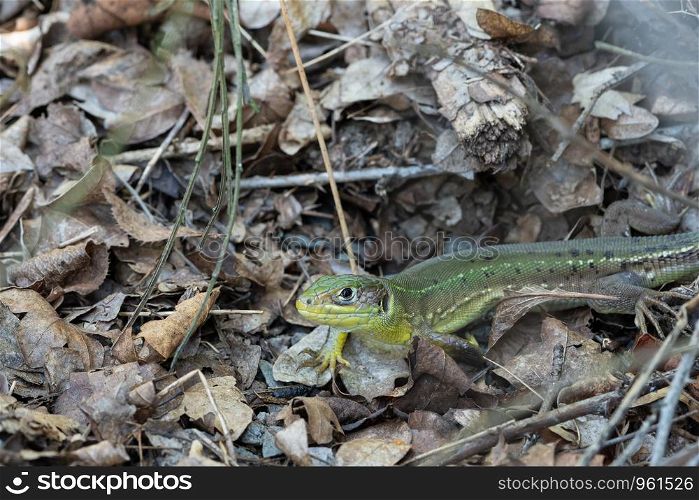 Western Green Lizard (Lacerta bilineata), image was taken on the Moselle river, Germany