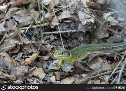 Western Green Lizard (Lacerta bilineata), image was taken on the Moselle river, Germany