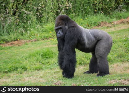 Western Lowland Gorilla in captivity