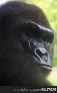 Western lowland gorilla turns and casts decisive, steady gaze over its shoulder. Location is Henry Doorly Zoo in Omaha, Nebraska, USA. Selective focus on eyes and facial expression.