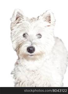 Westie standing isolated over white, focus on the eyes, vertical image