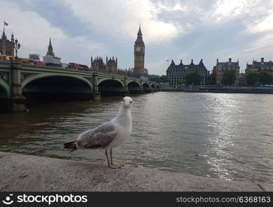 Westminster Bridge and Houses of Parliament with seagull