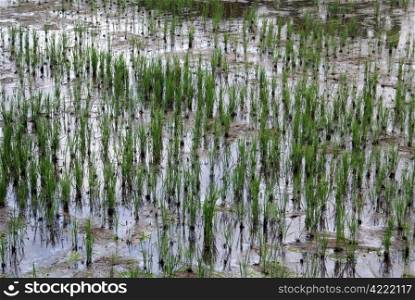 Wet and dirty rice field in Bali, Indonesia