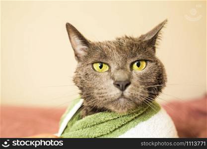 Wet and sad cat after a clean bath wrapped in towel alone. Wet and sad cat after a clean bath in towel