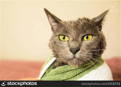 Wet and sad cat after a clean bath wrapped in towel alone. Wet and sad cat after a clean bath in towel