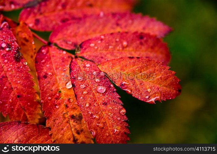 wet autumn leaves