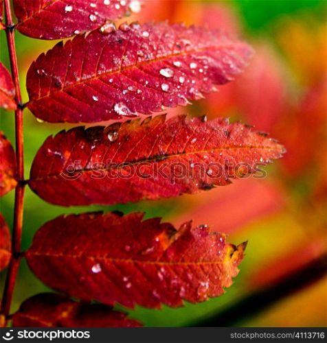 wet autumn leaves