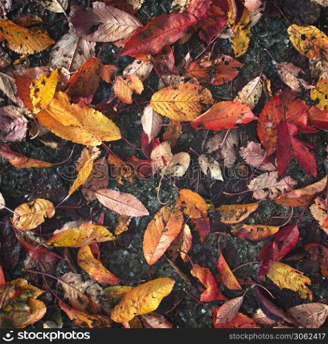 Wet autumn leaves fallen on the pavement