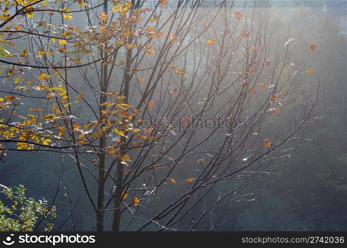 Wet autumn tree twig (on morning mountainside)