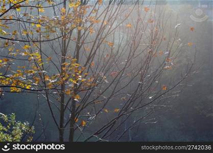 Wet autumn tree twig (on morning mountainside)