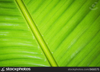 Wet banana leaf with water drops colorful.