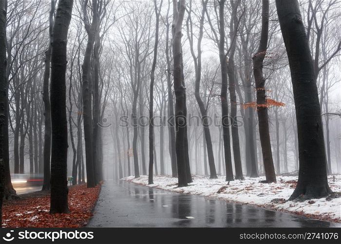 Wet bicycle track through beech forest and snow, reflecting trees