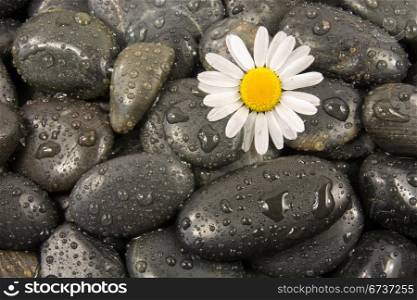 wet black stones and white daisy flower