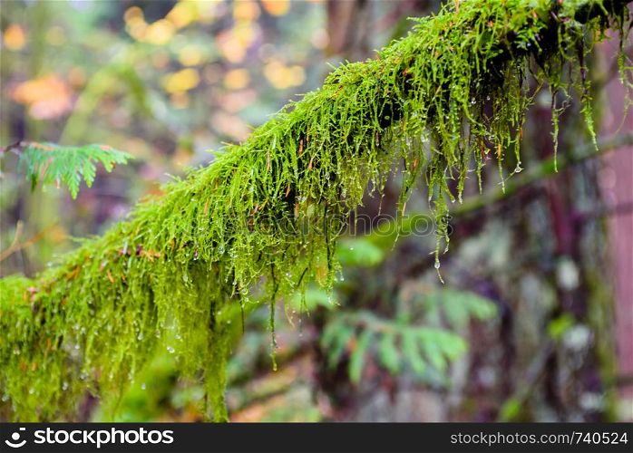 Wet branch overgrown with lush green ferns and moss in rainforest in British Columbia, Canada.