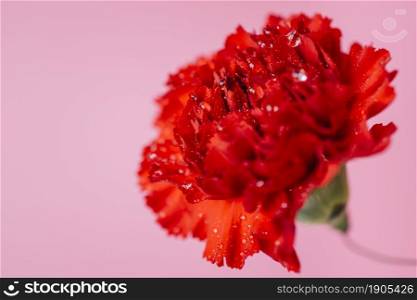 wet carnation pink. Beautiful photo. wet carnation pink