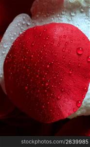 Wet close up macro rose petals with water drops