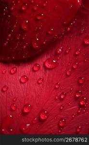 Wet close up macro rose petals with water drops