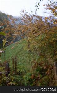 Wet cobweb on autumn mountain glade