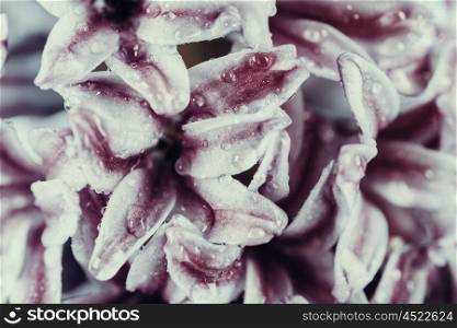 Wet Common Dutch Garden Hyacinth (Hyacinthus Orientalis) With Water Droplets