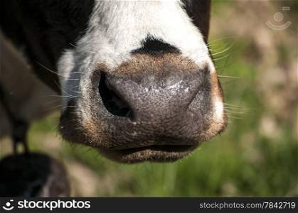 Wet cow nose closeup detail