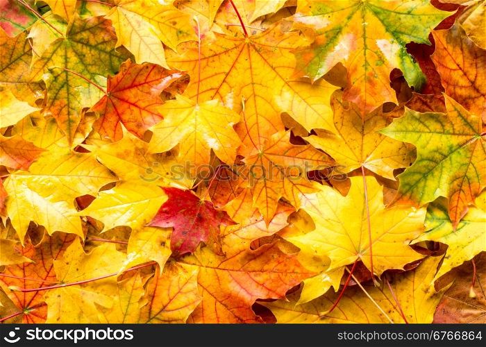 Wet fall leaves for an autumn background