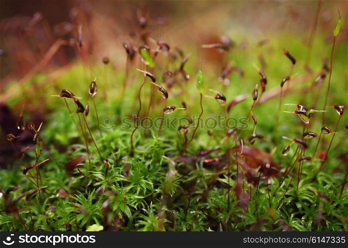 Wet forest moss with dew drops closeup