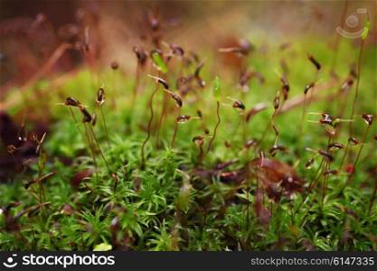 Wet forest moss with dew drops closeup
