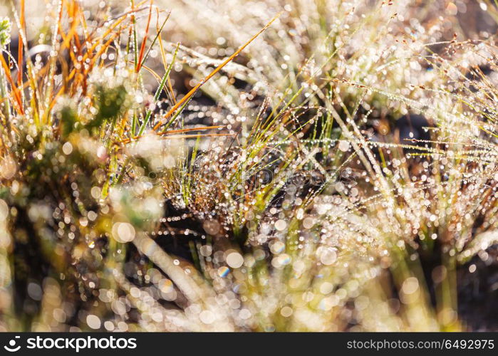 wet grass