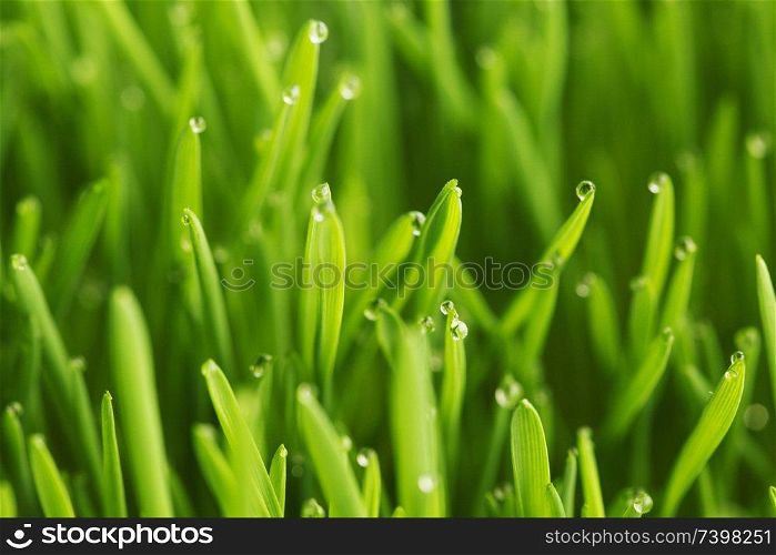 Wet grass background