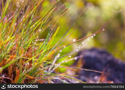wet grass in morning meadow