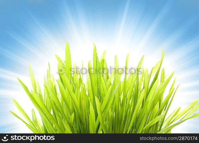 Wet grass over abstract blue background