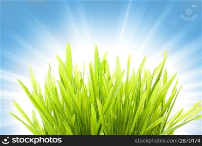 Wet grass over abstract blue background