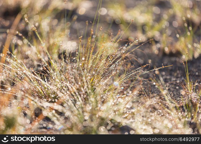 Wet grass. wet grass in morning meadow