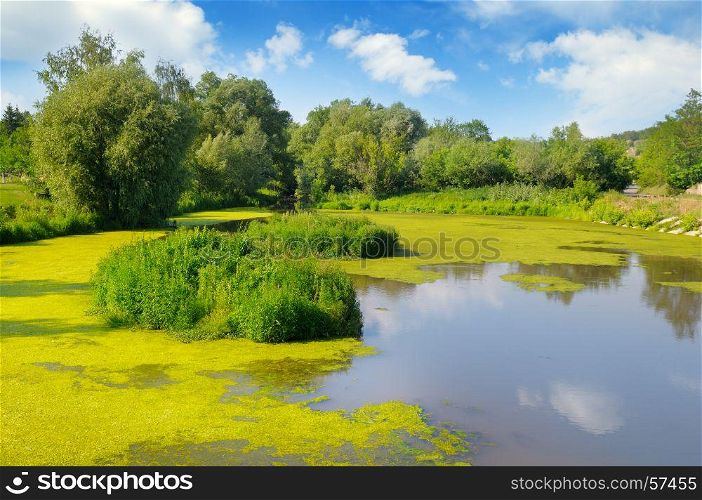 Wet lake with aquatic vegetation and sky