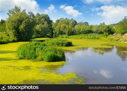 Wet lake with aquatic vegetation and sky