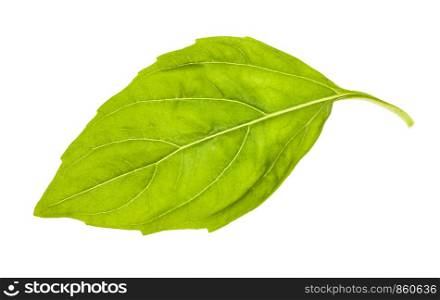 wet leaf of fresh green basil herb isolated on white background