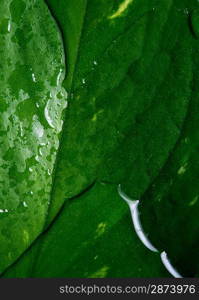 Wet leaf texture