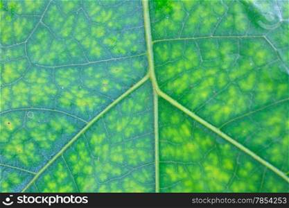 Wet leaf texture, Texture of a green leaf as background