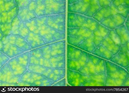 Wet leaf texture, Texture of a green leaf as background