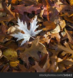 wet leaves of maple, beech, oak on forest floor in the autumn