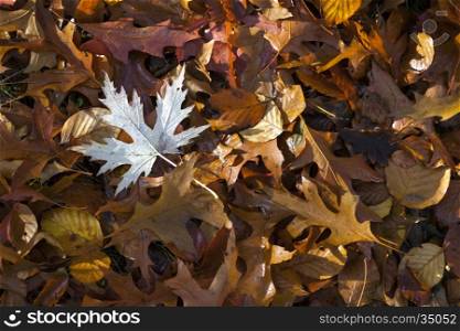 wet leaves of maple, beech, oak on forest floor in the autumn