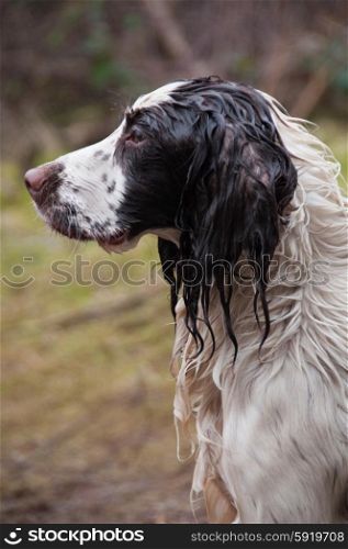Wet liver and white spaniel working on a shoot