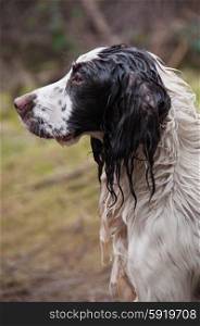 Wet liver and white spaniel working on a shoot
