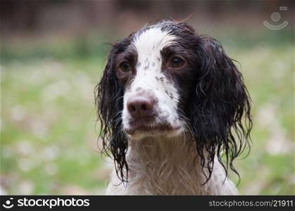 Wet liver and white springer spaniel laying down