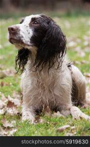 Wet liver and white springer spaniel laying down
