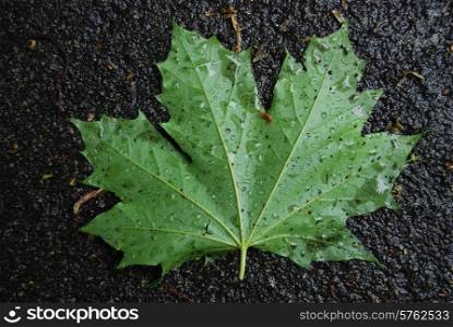 wet maple leaf lying on a concrete pavement