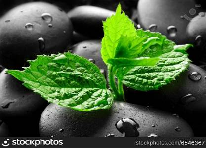 Wet pebbles with green sprout background wallpaper. Wet pebbles with green sprout background